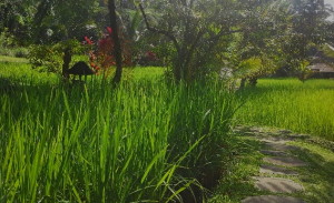 Rice paddy Tabanan2