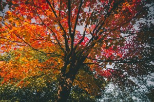 fineas-anton-u4jJ_5NQeLY-unsplash